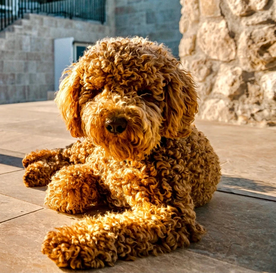 Pet-Friendly Villa La Luce di Tivat with Outdoor Space